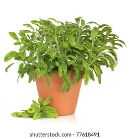 Variegated Sage Herb Plant In A Terracotta Pot, With Leaf Sprigs, Isolated Over White Background.