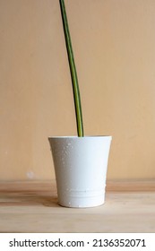 `Variegated Sansevieria Cylinderica Straight Snake Plant