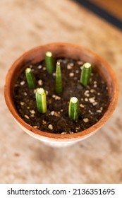 Variegated Sansevieria Cylindrica Straight Snake Plant Propagation From Stem Cuttings