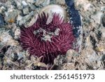 Variegated Sea Urchin (Lytechinus variegatus), Green Sea Urchin at the Blue Heron Bridge, Phil Foster Park, Riviera Beach, Florida	
