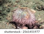 Variegated Sea Urchin (Lytechinus variegatus), Green Sea Urchin at the Blue Heron Bridge, Phil Foster Park, Riviera Beach, Florida	
