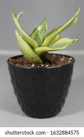 Variegated Snake Plant In Decorative Plastic Pot