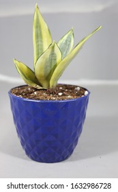 Variegated Snake Plant In Decorative Plastic Pot