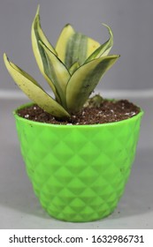 Variegated Snake Plant In Decorative Plastic Pot