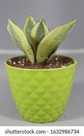 Variegated Snake Plant In Decorative Plastic Pot