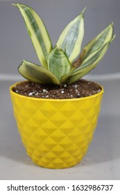 Variegated Snake Plant In Decorative Plastic Pot