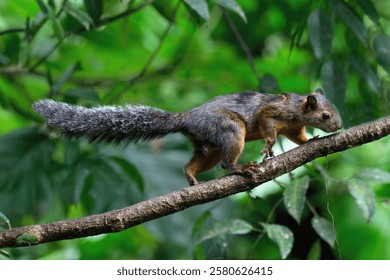 Variegated squirrel (Sciurus variegatoides) climbing on a branch, Costa Rica