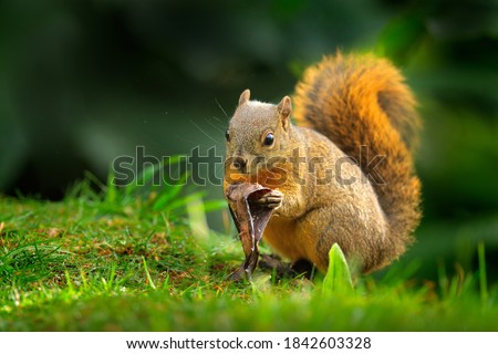 Similar – squirrels Environment