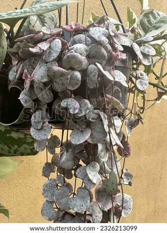 variegated string of hearts trailing rosary vines selective focus