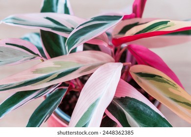 Variegated stromanta tricolor with a unique pattern of exquisite leaves.Top view, close up. Indoor plants in pots, green home decor, care and cultivation. Selective foces. - Powered by Shutterstock