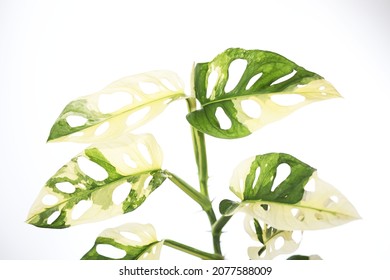 Variegated Swiss Cheese Vines (Monstera Adansonii)