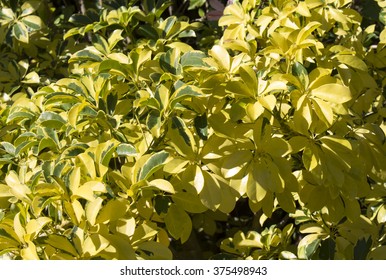 Variegated Yellow Green Leaves Dwarf Umbrella Stock Photo 375498943 ...