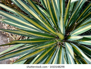 Variegated Yucca White Fibers Stock Photo 1410148298 | Shutterstock