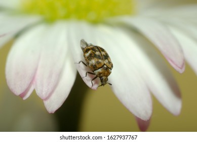 The Variet Carpet Beetle (Anthrenus Verbasci, Family Dermestidae)