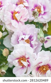 Varietal roses in the summer garden
