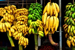 Varieties Of Bananas Hanging On Display In Kerala, South India. Bananas Are A Popular Fruit Here That Is Also Used To Make Chips, Vegetable Dishes And Deserts.