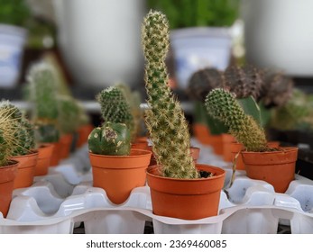 The varieties of cactus in flower pots on the shelves in flowers store 