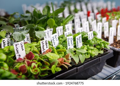 Varieties of coleus and basil seedlings with plant labels started from seed growing in seed trays indoors