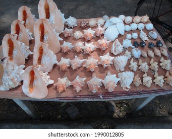 Varieties Of Conch Or Shankha In India