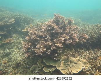 The varieties of corals in Myanmar Sea.Biodiversity. - Shutterstock ID 426592132