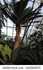 Varieties of green tropical plants in Allan Gardens' Toronto including palms and bird of paradise leaves and close up of barks 