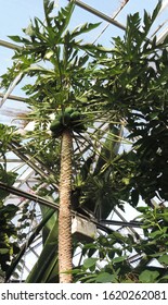 Varieties of green tropical plants in Allan Gardens' Toronto including palms and bird of paradise leaves and close up of barks 