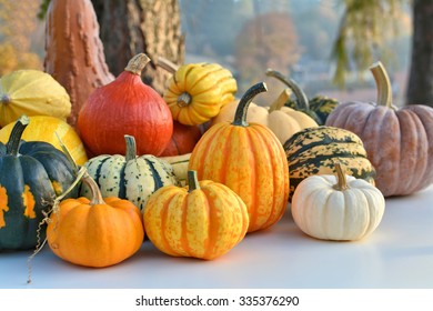 Varieties of pumpkins and squashes collection. Outdoor shot - Powered by Shutterstock