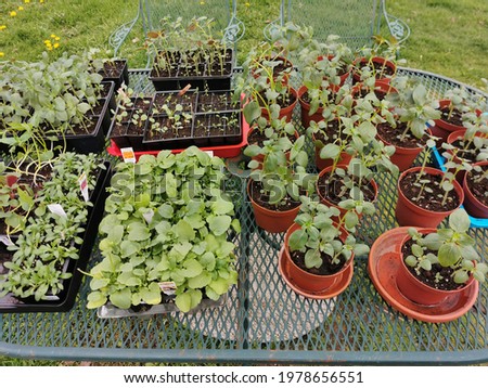 A Variety of annual flowers started from seed placed on an oval table outside to harden off. Overhead view of plants in various containers hardening off on an outdoor patio furniture table.   