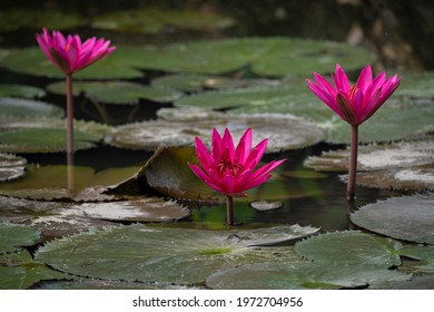 Aquatic Plants Names Images Stock Photos Vectors Shutterstock