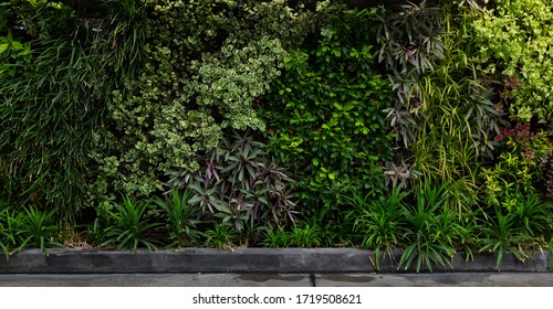 Variety Of Artificial Plant In Beautiful Nature Vertical Garden, A Green Wall Panorama Background.