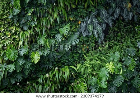 Variety of artificial plant in beautiful nature vertical garden, Green leaves background. Natural tropical background nature forest jungle foliage.