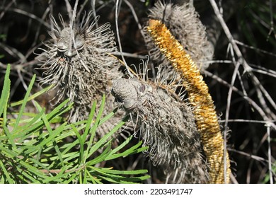 A Variety Of The Australian Native Tree Banksia