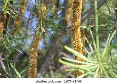 A Variety Of The Australian Native Tree Banksia