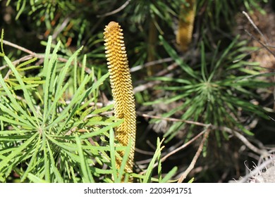 A Variety Of The Australian Native Tree Banksia