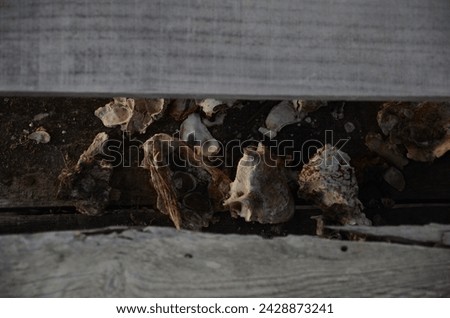 variety of big shells on sand under a wood bridge