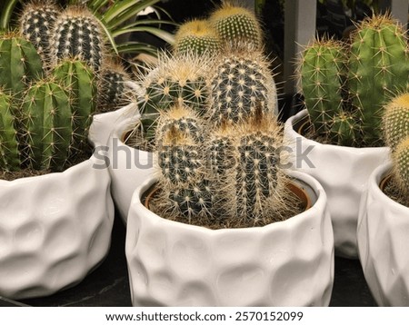 Similar – Image, Stock Photo cacti Green Botany Nature