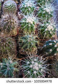 Variety of Cactus Plants