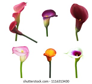 Variety Calla Lilies in red, yellow, orange, purple colors isolated on white background - Powered by Shutterstock