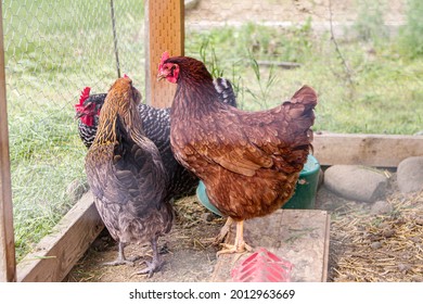 Red Hen 图片 库存照片和矢量图 Shutterstock