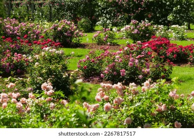 a variety of colored roses blooming at elizabeth park in west hartford connecticut on a sunny summer day.