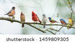 Variety of Colorful Songbirds Perched on a Branch with Overcast Skies in Background