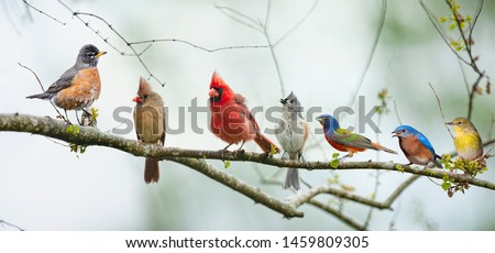 Variety of Colorful Songbirds Perched on a Branch with Overcast Skies in Background