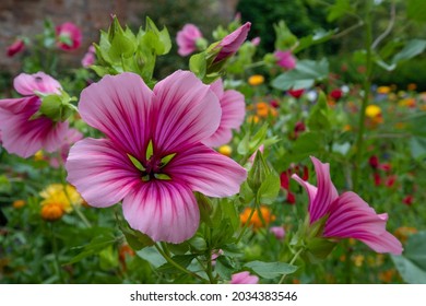 Variety of colourful wild flowers including magenta coloured mallow trifida with green eye, growing in a garden near Chipping Campden in the Cotswolds, Gloucestershire, UK
