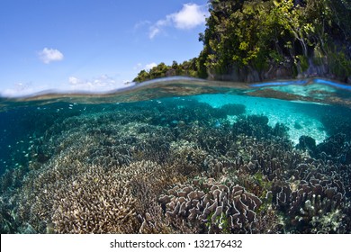 A variety of corals grow in extremely shallow water near a limestone island in Raja Ampat, Indonesia.  This diverse area is just below the equator.