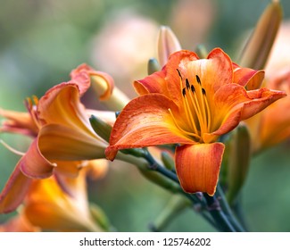 Variety Day Lily Bud Close Up