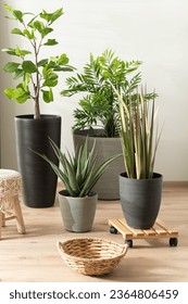 Variety of Exotic and Desert Plants in Pots, One on a Wooden Plant Caddy, on a Wooden Floor in a Room with White Walls, Illuminated by Natural Light, Featuring an Empty Wicker Basket.