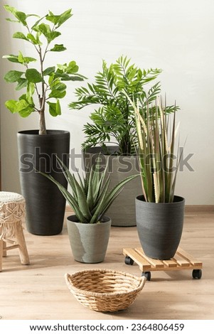 Variety of Exotic and Desert Plants in Pots, One on a Wooden Plant Caddy, on a Wooden Floor in a Room with White Walls, Illuminated by Natural Light, Featuring an Empty Wicker Basket. Foto stock © 