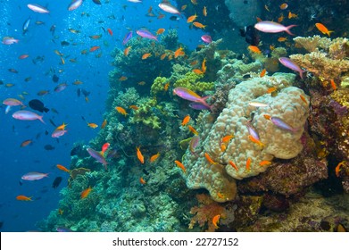 Variety Of Fish And Colorful Coral Of Great Barrier Reef, Australia