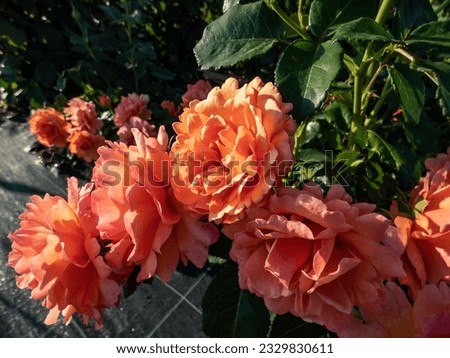 Variety of floribunda rose ' Easy Does It' with small clusters of cupped, open, ruffled, tangerine to peach pink flowers. Packed with wavy petals, the stunning blossoms emit a fruity fragrance