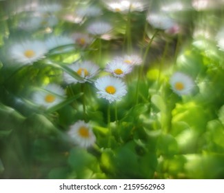 Variety of flowers and plants with swirling helios bokeh.